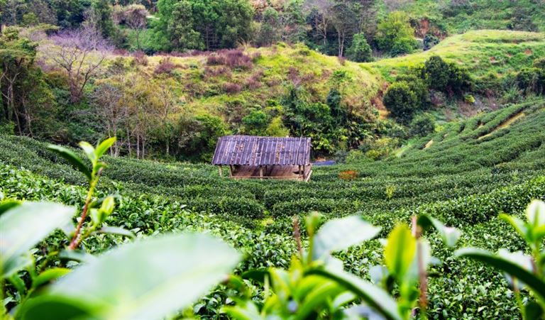 Thailands Teeschätze - eine aromatische Reise ©Teerawat /adobestock